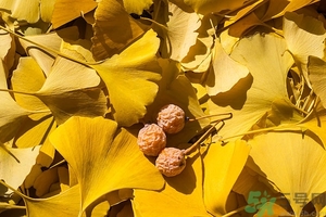 白果什么時候成熟？沒熟的白果能不能吃？