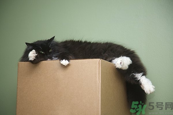 懶有什么壞處？懶有什么好處？