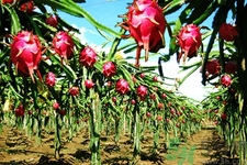 火龍果和牛奶可以一起吃嗎？火龍果的食用禁忌