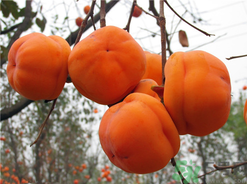 螃蟹和柿子一起吃了怎么辦？螃蟹和柿子一起吃有毒嗎？