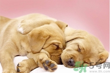 被狗咬了怎么辦？被狗咬傷的急救措施是什么？