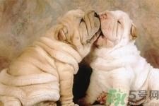 被狗咬出血怎么辦？被狗咬了沒出血怎么辦？