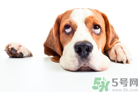 被狗咬出血怎么辦？被狗咬了沒出血怎么辦？