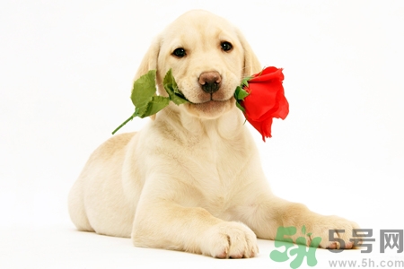 被狗咬出血怎么辦？被狗咬了沒出血怎么辦？