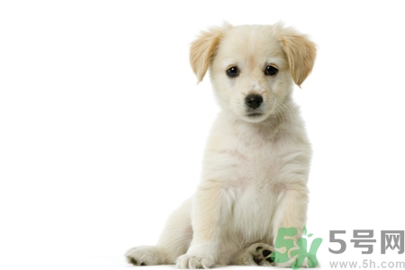 被狗咬出血怎么辦？被狗咬了沒出血怎么辦？