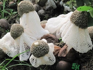 干竹蓀發(fā)黃是壞了嗎?竹蓀發(fā)黃還能吃嗎? 干竹蓀發(fā)黃是壞了嗎?竹蓀發(fā)黃還能吃嗎?