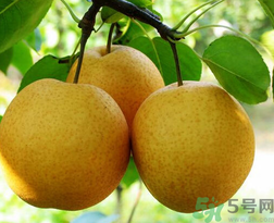 吃梨會(huì)發(fā)胖嗎？吃梨子有什么好處？