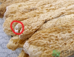 竹蓀的網(wǎng)狀部分能吃嗎?竹蓀哪里不能吃圖解 竹蓀的網(wǎng)狀部分能吃嗎?竹蓀哪里不能吃圖解