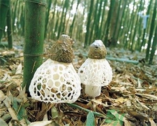 竹蓀的網(wǎng)狀部分能吃嗎?竹蓀哪里不能吃圖解 竹蓀的網(wǎng)狀部分能吃嗎?竹蓀哪里不能吃圖解