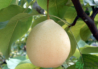 吃梨拉肚子怎么回事？吃梨拉肚子怎么辦？