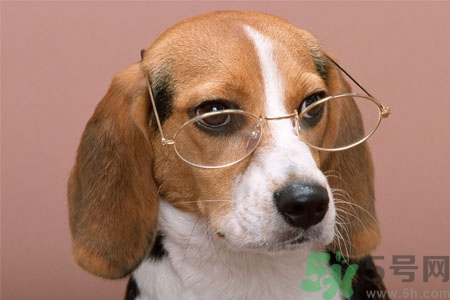 ?狗狗嘔吐怎么回事？狗狗拉稀嘔吐怎么辦？