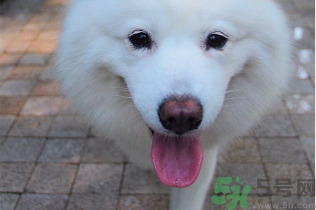 ?狗狗嘔吐怎么回事？狗狗拉稀嘔吐怎么辦？