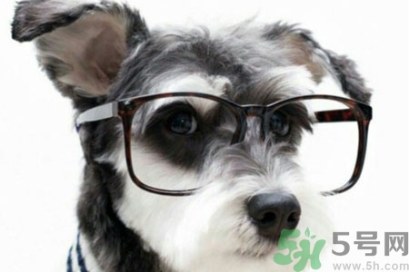 ?狗狗嘔吐怎么回事？狗狗拉稀嘔吐怎么辦？