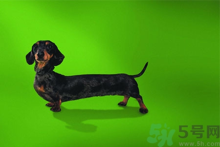 ?狗狗嘔吐怎么回事？狗狗拉稀嘔吐怎么辦？