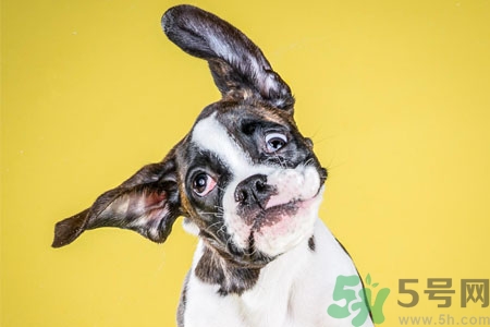 狗狗吃什么最好？狗狗不能吃的食物有哪些？