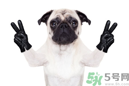 狗狗吃什么最好？狗狗不能吃的食物有哪些？