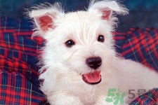 狗狗吃什么最好？狗狗不能吃的食物有哪些？