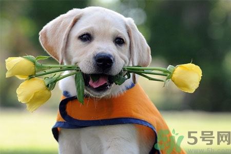 狗狗怎么訓(xùn)練？狗狗怎么喂養(yǎng)？