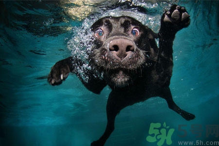 狗狗怎么訓(xùn)練？狗狗怎么喂養(yǎng)？