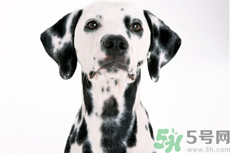 狗狗怎么訓(xùn)練？狗狗怎么喂養(yǎng)？