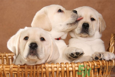 狗狗咳嗽怎么回事？狗狗咳嗽怎么辦？