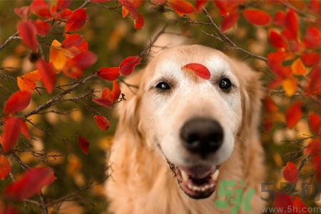 狗狗咳嗽怎么回事？狗狗咳嗽怎么辦？