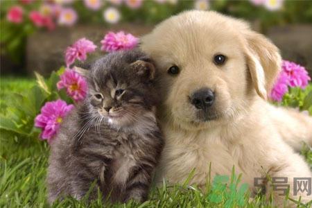 狗狗咳嗽怎么回事？狗狗咳嗽怎么辦？