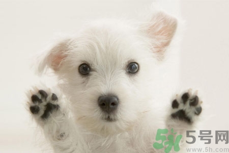 狗狗咳嗽怎么回事？狗狗咳嗽怎么辦？