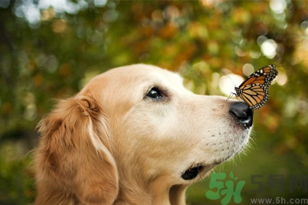 狗狗咳嗽怎么回事？狗狗咳嗽怎么辦？