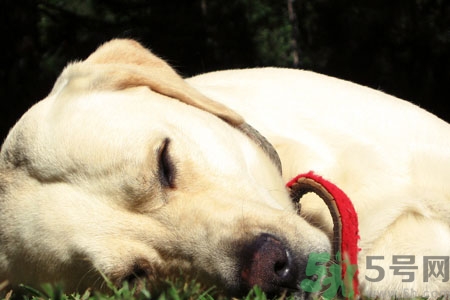 狗狗咳嗽怎么回事？狗狗咳嗽怎么辦？