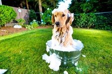 狗狗發(fā)燒了怎么辦？狗狗發(fā)燒的癥狀有哪些？