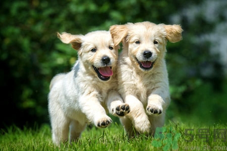 狗狗發(fā)燒了怎么辦？狗狗發(fā)燒的癥狀有哪些？