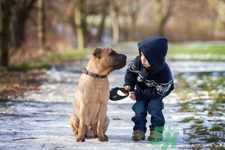 狗狗發(fā)燒了怎么辦？狗狗發(fā)燒的癥狀有哪些？