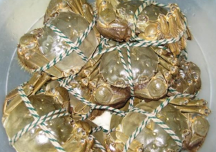 大閘蟹多少錢一斤？大閘蟹多少錢一只？