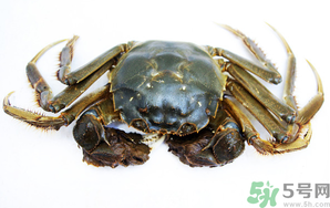 河蟹死了還能吃嗎？河蟹死了多久還能吃？