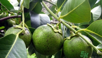 黑柿的營(yíng)養(yǎng)價(jià)值及功效 黑柿怎么吃？