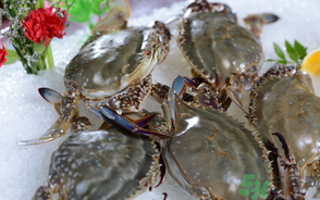 梭子蟹死了還能吃嗎？梭子蟹死了多久還能吃？