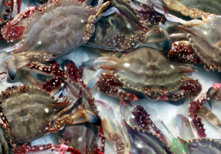 梭子蟹死了還能吃嗎？梭子蟹死了多久還能吃？