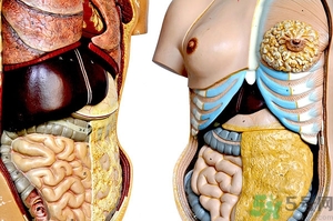 腸炎肚子疼怎么辦？腸炎肚子疼怎么緩解？