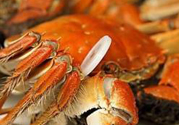感冒可以吃螃蟹嗎？感冒吃感冒會(huì)怎么樣？
