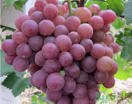 吃螃蟹后能吃葡萄嗎？螃蟹和葡萄能一起吃嗎？