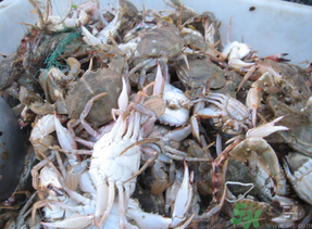 梭子蟹多少錢一斤？梭子蟹多少錢一只？