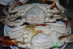 梭子蟹怎么洗？冷凍梭子蟹怎么洗？