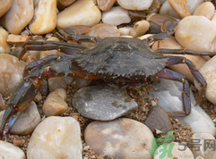 梭子蟹怎么保存？活的梭子蟹怎么保存？