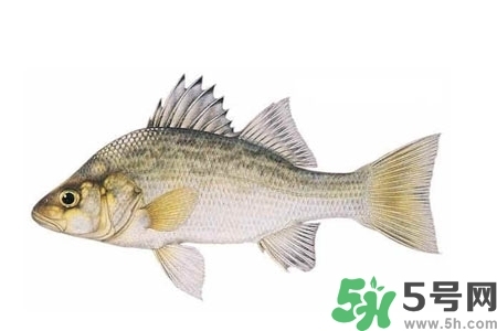 秋季適合吃什么魚？秋季吃魚的好處？