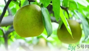 吃梨子喝水會拉肚子嗎？吃完梨子能喝水嗎？