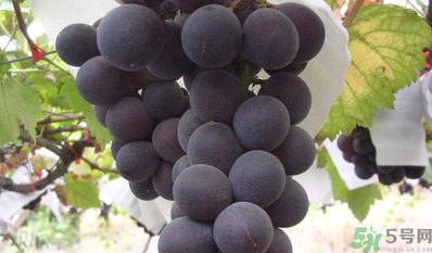巨峰葡萄吃多了好嗎？食用巨峰葡萄的注意事項