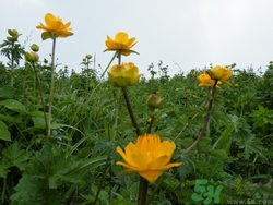 金蓮花是什么?金蓮花的功效與作用 金蓮花是什么?金蓮花的功效與作用