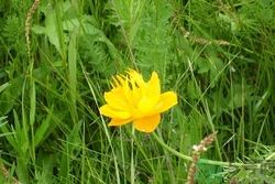 金蓮花是什么?金蓮花的功效與作用 金蓮花是什么?金蓮花的功效與作用