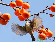 柿子的營(yíng)養(yǎng)價(jià)值 柿子的功效與作用 柿子的營(yíng)養(yǎng)價(jià)值 柿子的功效與作用